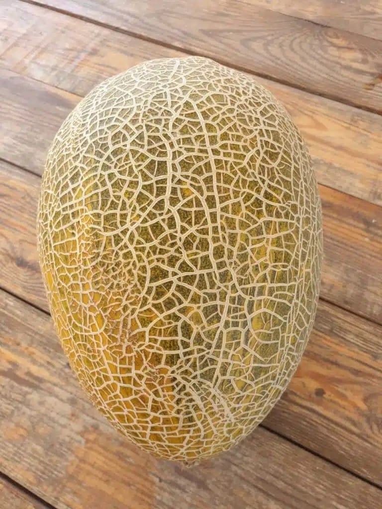 Xorazm qovuni